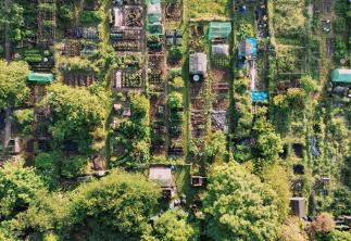 Arial image of allotments with green trees and flowers