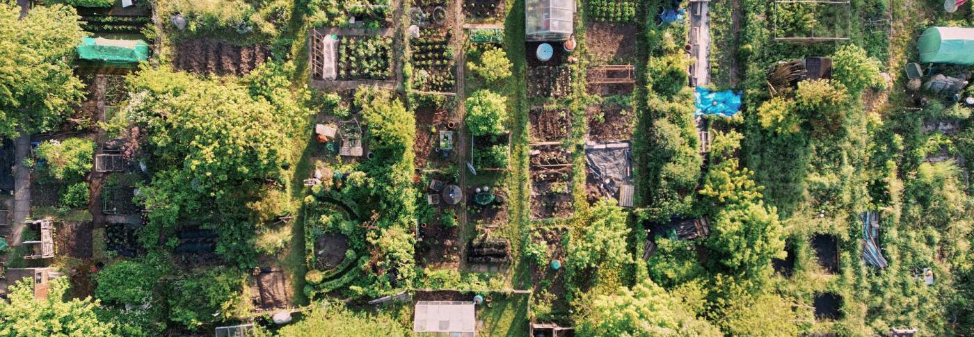 Arial image of allotments with green trees and flowers