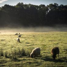 sheep grazing in a field on a cold foggy morning