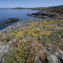 Sea and cliffs