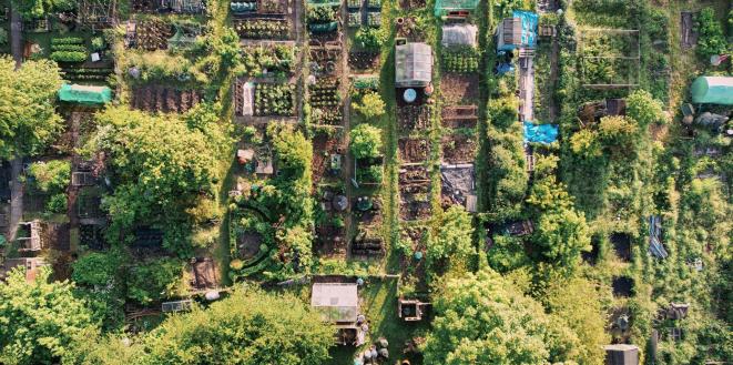 Arial image of allotments with green trees and flowers