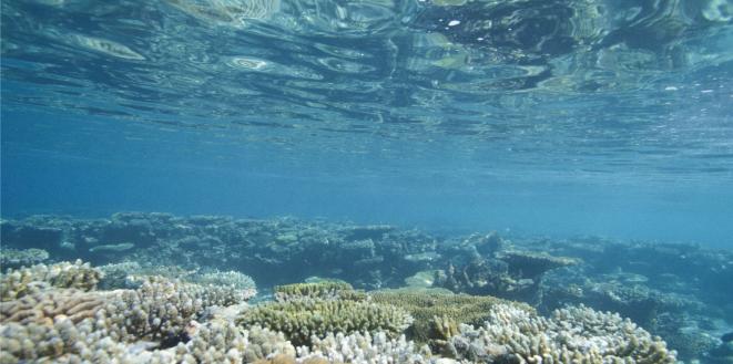 GettyImages-645371535 - under the sea