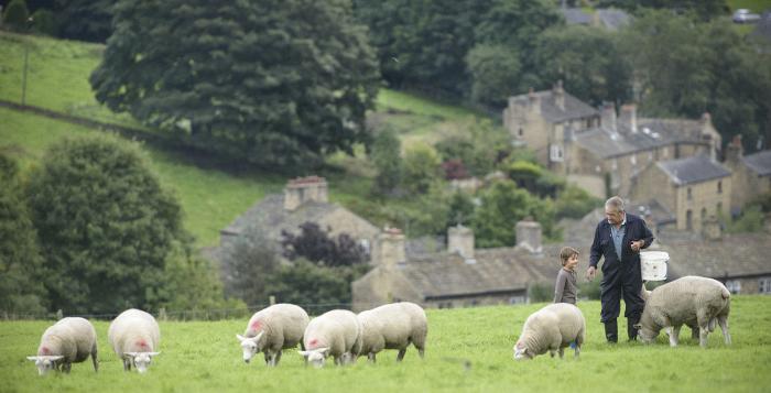 Farmer and child in field with their sheep