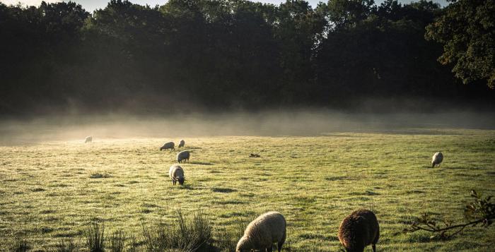 sheep grazing in a field on a cold foggy morning